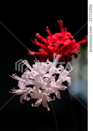 Diamond Lily 25752806