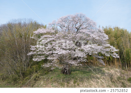 Daisakura Daisakura 25752852