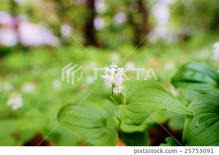 邁杜魯索 邁杜魯索 25753091