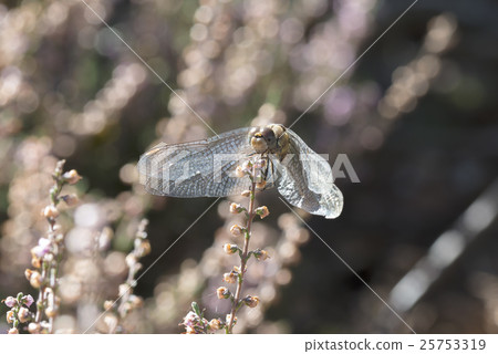 Common Darter Dragonfly 25753319