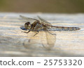 Female Common Darter Dragonfly 25753320