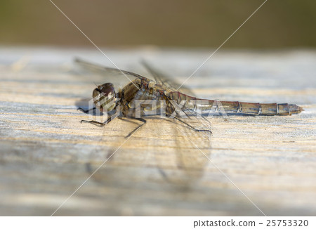 Female Common Darter Dragonfly 25753320