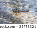 Dragonfly Female Common Darter 25753321