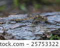 Resting Common Darter Dragonfly 25753322