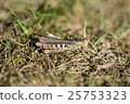 Well camouflaged Field Grasshopper 25753323