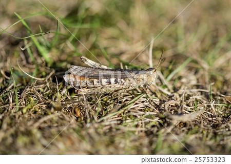 Well camouflaged Field Grasshopper 25753323