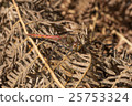 Male Common Darter Dragonfly 25753324