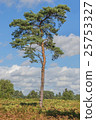 Scots Pine Tree 25753327