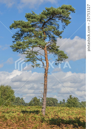 Scots Pine Tree Scots Pine Tree 25753327