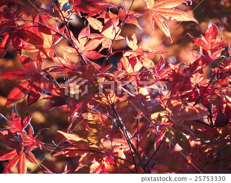 In the autumn sunlight 25753330