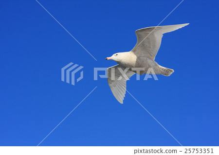 Shilong gull 25753351