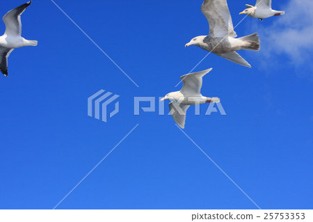 Flight of a seagull Flight of a seagull 25753353