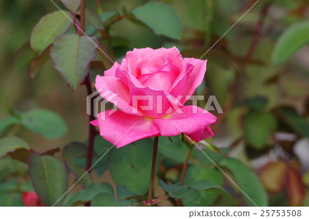 Pink rose one wheel 25753508