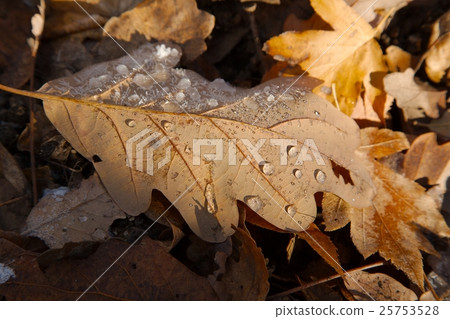 Fallen frosty leaves Fallen frosty leaves 25753528