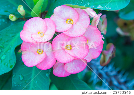 Pink euphorbia milii flowers blooming Pink euphorbia milii flowers blooming 25753546