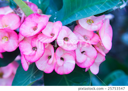 Pink euphorbia milii flowers blooming Pink euphorbia milii flowers blooming 25753547