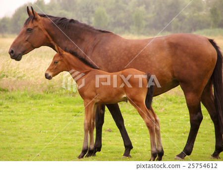 Animal stock images Animal stock images 25754612
