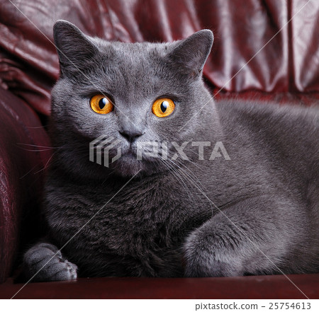 Animal stock images 25754613