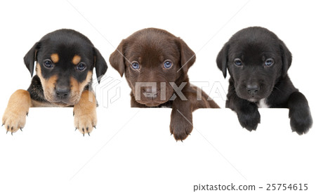 Animal stock images 25754615