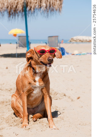 Animal stock images 25754616