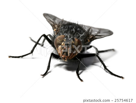 Animal stock images 25754617