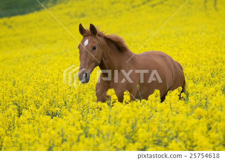 Animal stock images Animal stock images 25754618