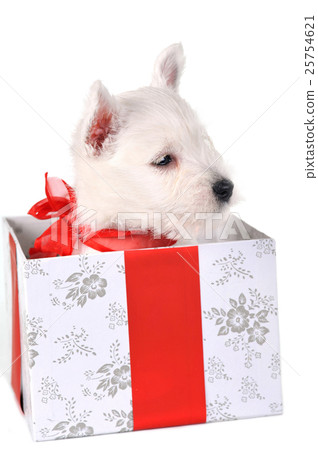 Animal stock images Animal stock images 25754621