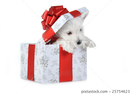 Animal stock images Animal stock images 25754623
