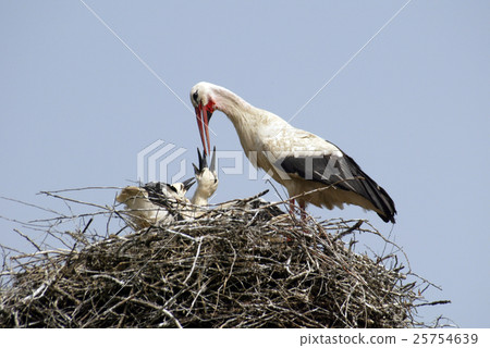 Animal stock images Animal stock images 25754639