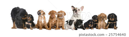 Animal stock images Animal stock images 25754640