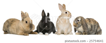 Animal stock images 25754641