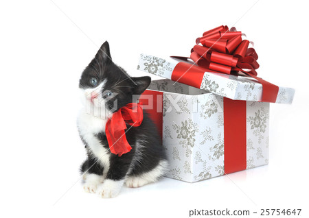 Animal stock images Animal stock images 25754647