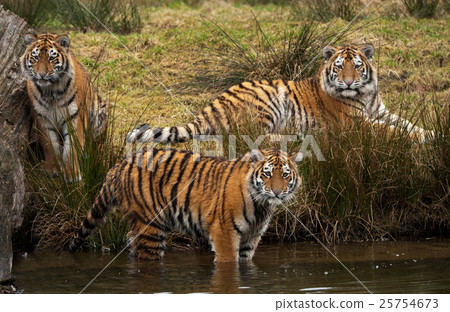 Animal stock images 25754673