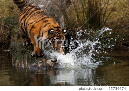 Animal stock images 25754674