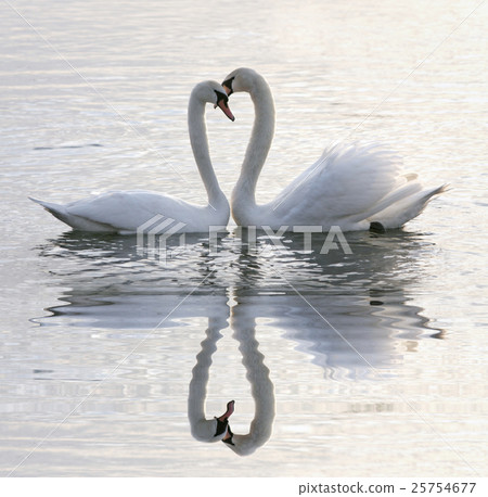 Animal stock images Animal stock images 25754677