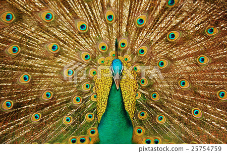 Animal stock images 25754759