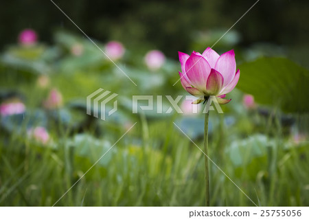abstract dark single pink lotus, soft focus 25755056