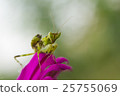 Mantis insect on pink flower nature background 25755069