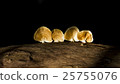 four mushroom on wood log with sunlight 25755076