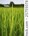 green rice soft focuse with rice field background 25755078