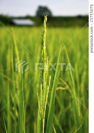 green rice soft focuse with rice field background green rice soft focuse with rice field background 25755078