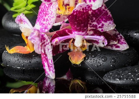 Beautiful spa setting of beautiful lilac orchid Beautiful spa setting of beautiful lilac orchid 25755588