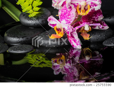 Spa concept of beautiful lace lilac orchid  25755590