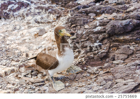 Juvenile Nazca Booby in Galapagos Juvenile Nazca Booby in Galapagos 25755669