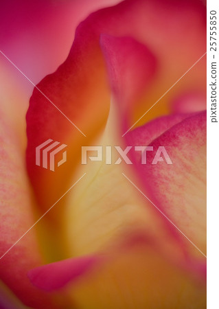 rose flower with yellow pink red magenta petals rose flower with yellow pink red magenta petals 25755850