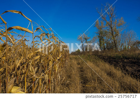 corn on the autumn field corn on the autumn field 25756717