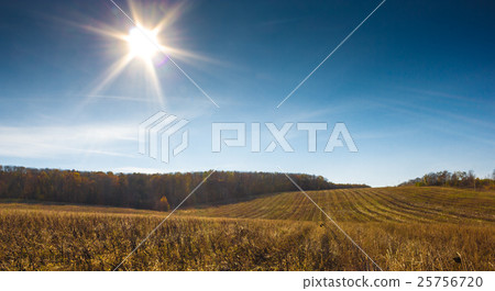 golden autumn field on forest background golden autumn field on forest background 25756720