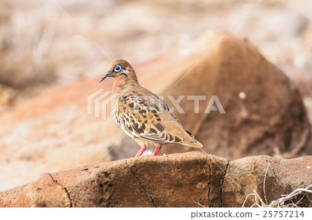 Galapagos dove in Espanola island. Galapagos dove in Espanola island. 25757214