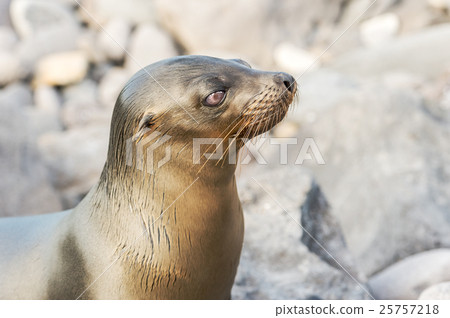 Sea Lion in Galapagos Islands Sea Lion in Galapagos Islands 25757218
