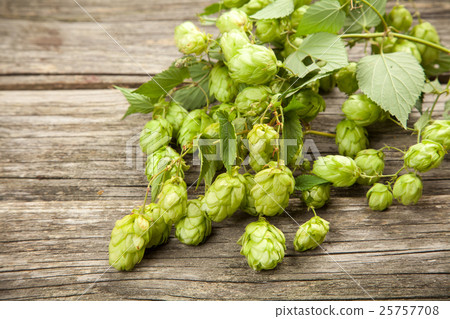Fresh green hops Fresh green hops 25757708